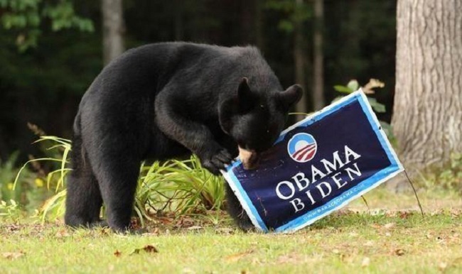 Bears Against Obama
