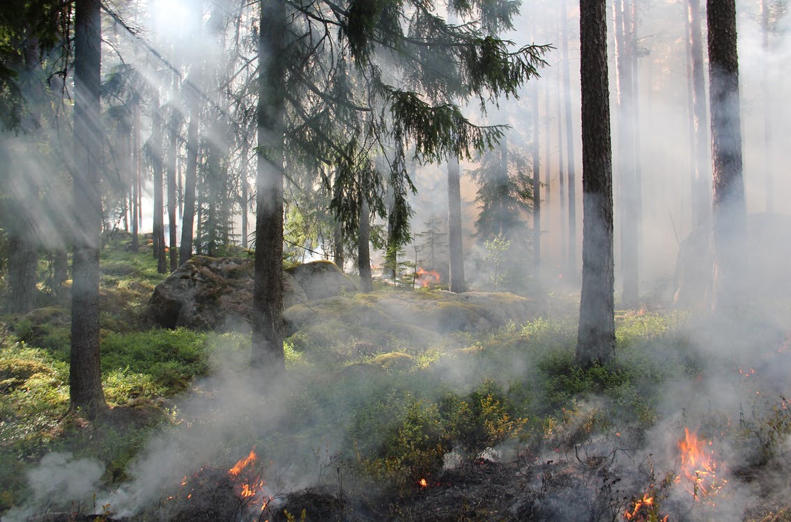 The Wharton State Forest fire: A setback for Murphy’s carbon emissions goals?